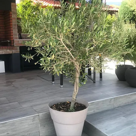 Case de vacanță Terra Homes-marigold *